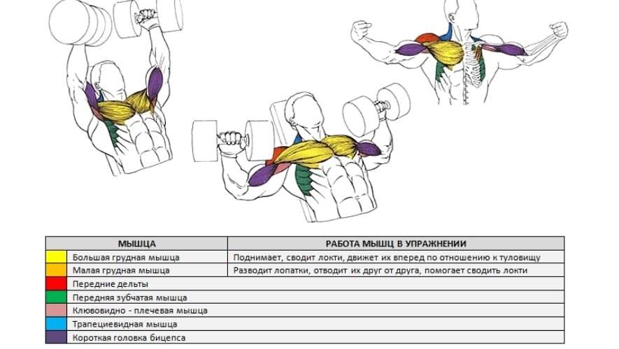 Контур грудных мышц. обратно-наклонные разведения – лучшее упражнение для прорисовки низа груди