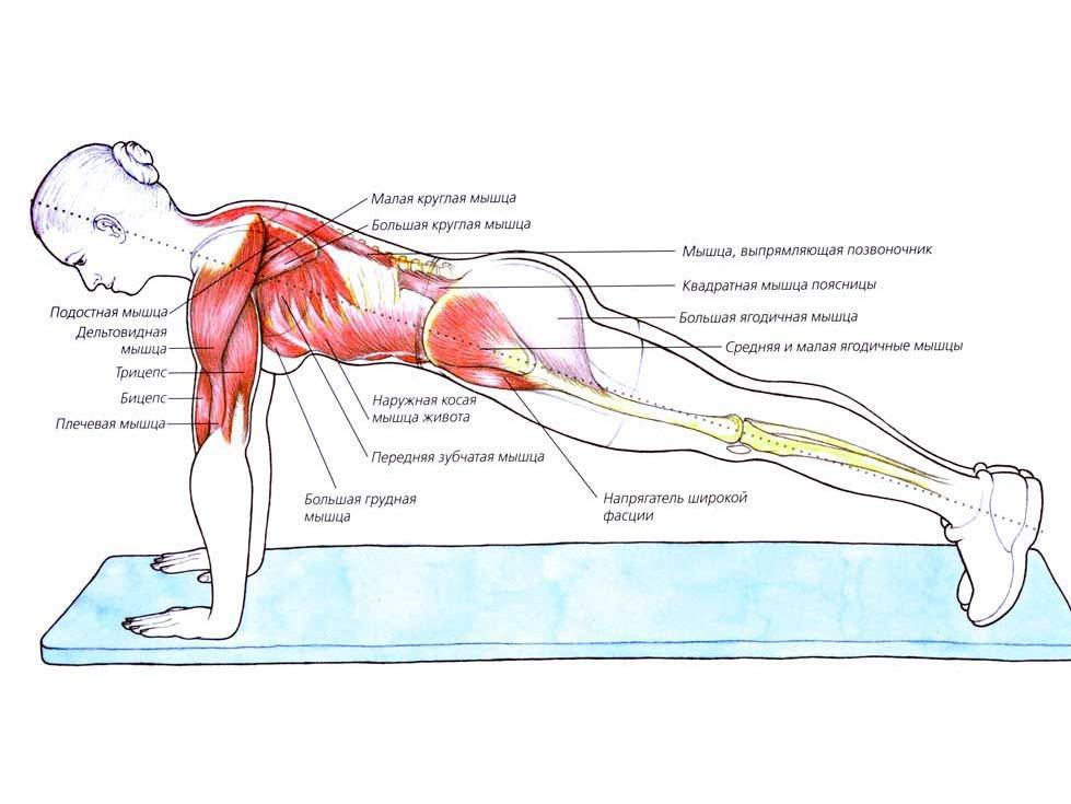 Упражнение ласточка: польза для спины, техника выполнения стоя и лежа на животе