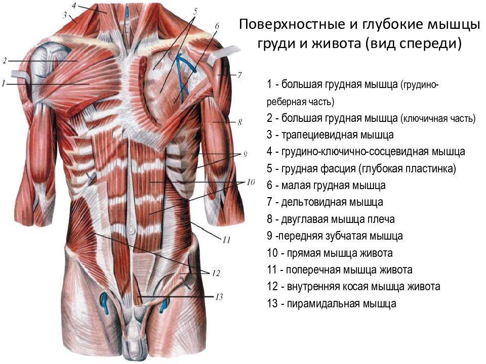 Анатомия мышц живота