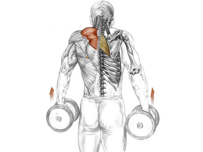 Мышцы трапеции: как накачать, упражнения для трапециевидной мышцы спины - tony.ru